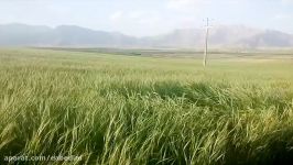 بابابزرگ روستای ونایی بروجرد  عدالت عابدینی