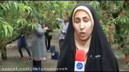 میوه های تابستانی تاریخ انقضا یک روزه