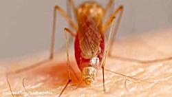 چگونه پشه ها استفاده شش سوزن خون شما را می مکند؟