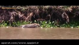 شکار تمساح توسط جگوار