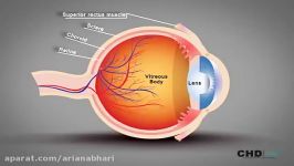 ساختار چشم انسان  آناتومی چشم