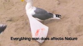 Seagull Caught in Plastic Bag