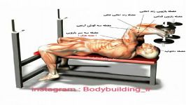 پشت بازو دمبل چکشی خوابیده Lying dumbbell triceps exte