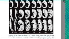 6 اثبات نظریه تکامل به کمک جنین شناسی   نقد کتاب فرگشت