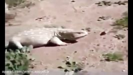 شکار خوردن مار تمساح توسط اژدهای کومودو +۱۸