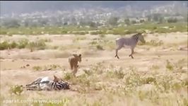 حمله حیرت آور گورخر به شیر برای نجات گورخر دیگر