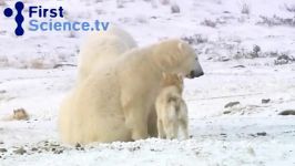 رفاقت عجیب خرس های قطبی سگها