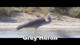 حواصیل خاکستری Grey Heron