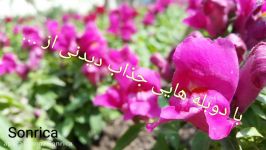 گروه دوبله سونریکا تقدیم می کند ...