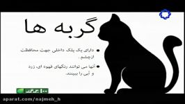 رنگ ها زاویه دید دید حیوانات