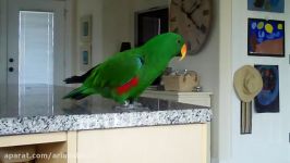 صحبت کردن شعرخوانی طوطی اکلکتوس Eclectus Parrots