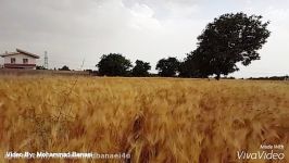 رقص گندم ها در هوای بهار استان البرز هشتگرد