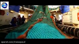 صید پایدار  Sustainable Fishing