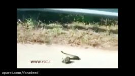 جدال شجاعانه موش مار برای نجات بچه موش