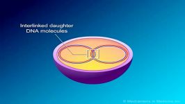 انیمیشن بیولوژی.DNA riplication