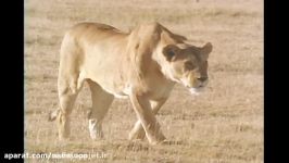 شکار گوزن یالدار توسط شیر..جنگ جدال وحشتناک