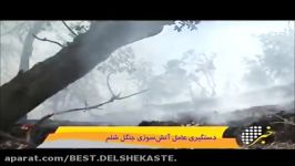 دستگیری عامل آتش سوزی جنگل شلم