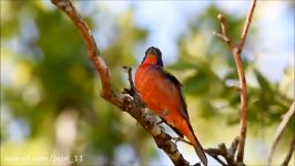 آواز خواندن شنل منقش در طبیعت  Painted Bunting