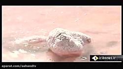 گزارشی سرخ شدن شگفت انگیز دریاچه اورمیه