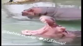 دابسمش متفاوت باحال اسب آبی خواننده دهن گشاد