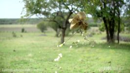 Archery Trick Shots  Dude Perfect