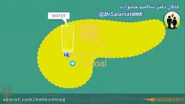 عملکرد پانکراس در بدن