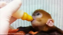 شیر خوردن نمک بچه میمون