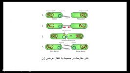 مقاومت انتی بیوتیکی؛ بررسی بر روی P. aeroginusa