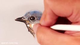 How to Draw a Bird with Colored Pencils  YouTube