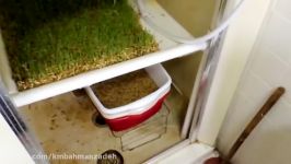 How to build a home grown fodder system