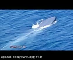 فیلم نجات نهنگ گرفتار شده در تور ماهیگیری