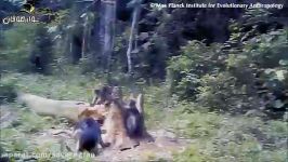 شکار تماشایی میمون نگون بخت توسط پلنگ چالاک
