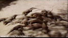 خوردن دردناک گوزن زنده توسط اژدهای کومودو