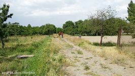 فروش نریان عرب چهار ساله مصری.