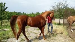 فروش نریان عرب چهار ساله مصری