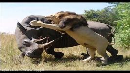 کشتن فیل بالغ کرگدن بالغ توسط شیر تنها