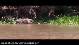شکار تمساح توسط جگوار