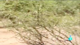 شكار گوزن یال دار توسط شیر سفید فیلم كمیاب