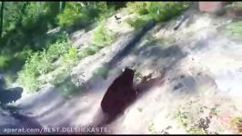 خرس شکار گوزن + قدرت بدنیه فوق العاده خرس
