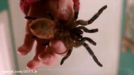 سیستم امنیتی Tarantula را هرکسی ندارد