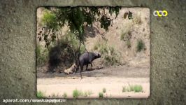 جدال باورنکردنی شیر ماده، بوفالو فیل