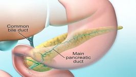 Dual Roles of Pancreas