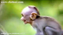 سیلی زدن میمون مادر به بچه میمون