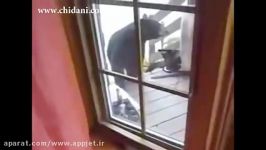 دفاع گربه صاحبخانه در برابر حمله خرس