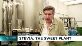 استویا، گیاه جایگزین شکر