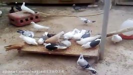 کبوتران عراقی زینتی ساتن