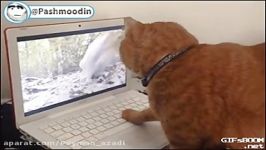 گربه واینترنت