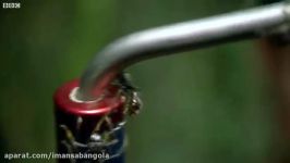 بزرگ ترین مورچه های جهان ۶۰ جاندار خطرناک