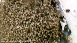 خطرناک ترین زنبور عسل زنبور افریقایی ۶۰ جاندار خطرناک