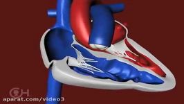 چگونه یک قلب سالم خون را پمپاژ می کند